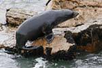 Fur Seal, Moeraki Shag Point, Otago, Nouvelle-Zélande.