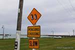 Penguins crossing, Oamaru, Otago, Nouvelle-Zélande.