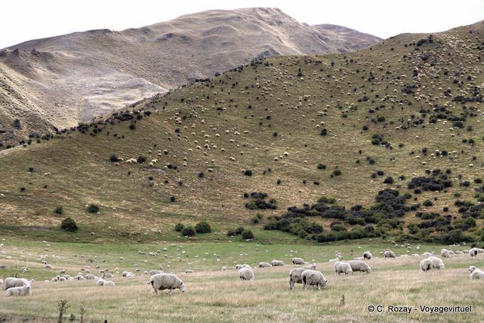 Troupeau de moutons, Cardrona Road to Queenstown, Southland - Nouvelle-Zélande