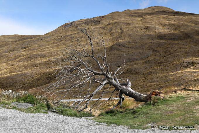 Arbre déraciné, Cardrona Road to Queenstown, Southland - Nouvelle-Zélande