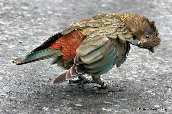 Nestor Kéa, perroquet montagnard, Kakapo Road Te Anau to Milford Sound, Southland - Nouvelle-Zélande