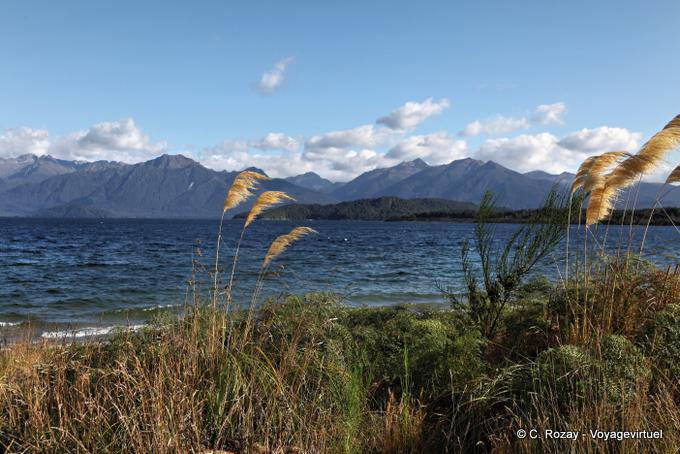 Roseaux au vent, Manapouri Lake, Southland - Nouvelle-Zélande