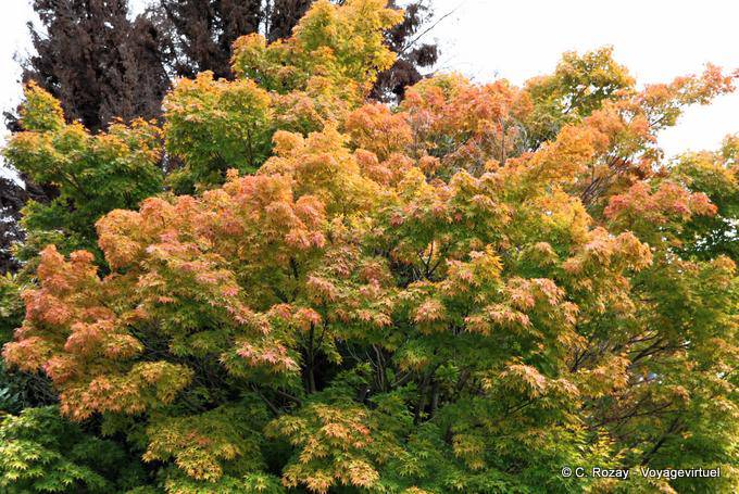 Couleurs d'arbre vers Kingston, Queenstown Wakatipu Lake, Southland - Nouvelle-Zélande