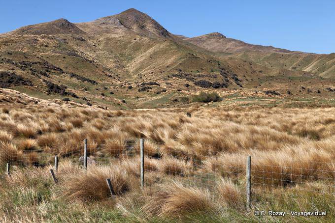 Lande herbeuse, Road From Te Anau to Lumsden, Southland - Nouvelle-Zélande