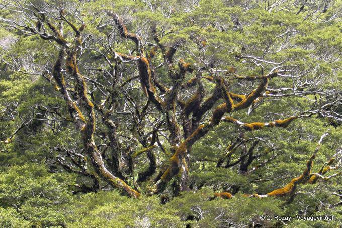 Arbre couvert de lichens vers le lac Gunn, Road Te Anau to Milford Sound, Southland - Nouvelle-Zélande