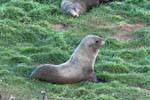 Lions de mer au repos dans l'herbe, péninsule d'Otago, Dunedins Seal Colonie, Nouvelle-Zélande.