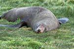 Heure de la sieste pour ce lion de mer, Otago Peninsula Dunedins Seal Colonie, Nouvelle-Zélande.