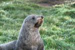 Regard inquiet, Otago Peninsula Dunedins Seal Colonie, Nouvelle-Zélande.