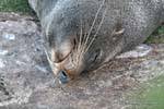 Lion de mer sommeillant, Otago Peninsula Dunedins Seal Colonie, Nouvelle-Zélande.
