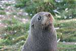 Portrait de lion de mer, Otago Peninsula Dunedins Seal Colonie, Nouvelle-Zélande.