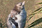 Jeune manchot jabotant, Otago Peninsula Yellow Eyed Penguin Conservation Reserve, Nouvelle-Zélande.