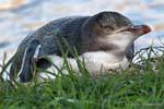 Manchot couché, Otago Peninsula Yellow Eyed Penguin Conservation Reserve, Nouvelle-Zélande.