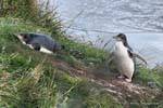 Couple de manchots antipodes, Otago Peninsula Yellow Eyed Penguin Conservation Reserve, Nouvelle-Zélande.