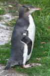 Manchot des antipodes, Otago Peninsula Yellow Eyed Penguin Conservation Reserve, Nouvelle-Zélande.