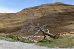 Arbre déraciné, Cardrona Road to Queenstown, Southland, Nouvelle-Zélande.