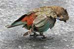 Nestor Kéa, perroquet montagnard, Kakapo Road Te Anau to Milford Sound, Southland, Nouvelle-Zélande.