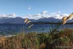 Roseaux au vent, Manapouri Lake, Southland, Nouvelle-Zélande.