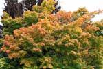 Couleurs d'arbre vers Kingston, Queenstown Wakatipu Lake, Southland, Nouvelle-Zélande.