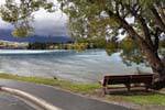 Banc sous un arbre, Queenstown Wakatipu Lake, Southland, Nouvelle-Zélande.