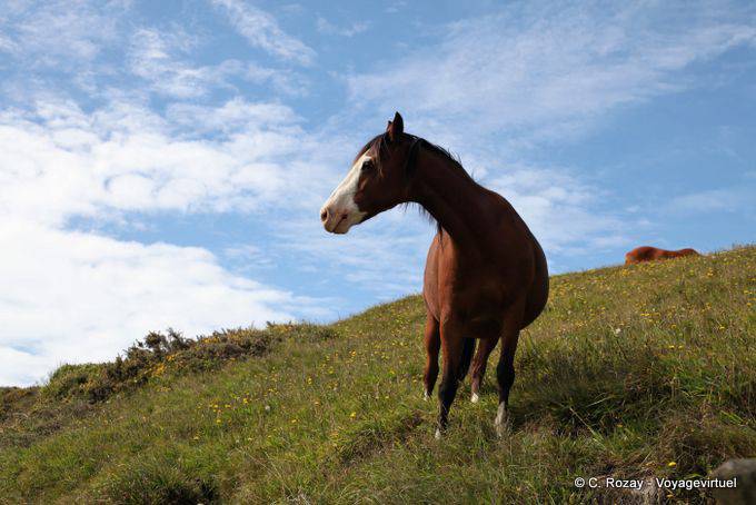 Cheval sur la pente de Quarry, Cap Foulwind, Westcoast - Nouvelle-Zélande