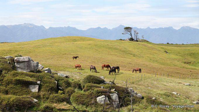 Troupeau de chevaux dans un pré, Cap Foulwind, Westcoast - Nouvelle-Zélande