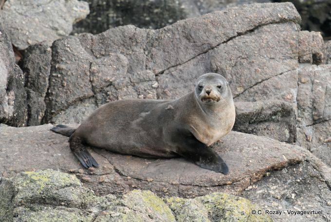 Femelle otarie au repos sur un rocher, Cap Foulwind, Tauranga - Nouvelle-Zélande