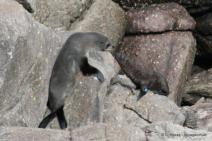 Retrouvailles de mère et fille Arctocephalus forsteri, Cap Foulwind, Baie Tauranga, Westcoast - Nouvelle-Zélande