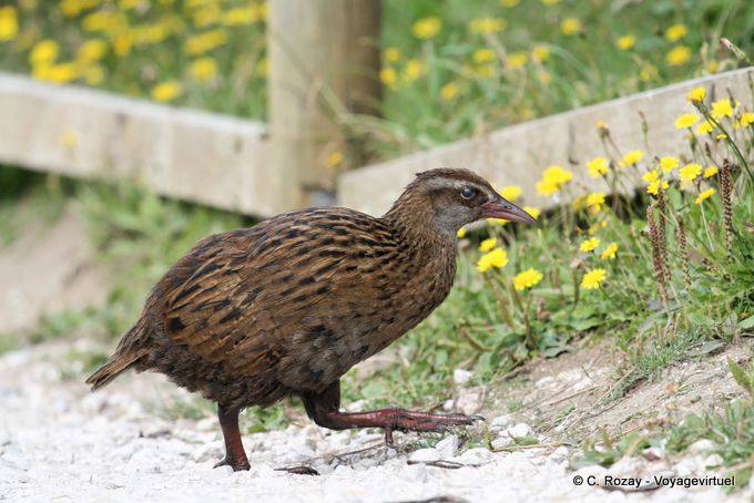 Un Weka de la famille des Rallidés, Cape Foulwind , Westcoast - Nouvelle-Zélande