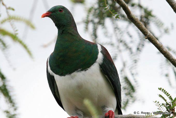 Carpophage de Nouvelle-Zélande, Fox Glacier, Westcoast - Nouvelle-Zélande