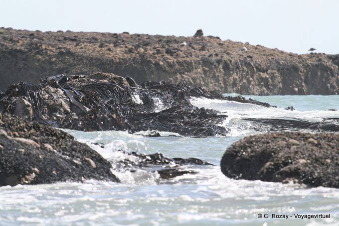 Algues Durvillaea antarctica battues par l'océan, Paparoa Entre Woodpecker et Hatters Bay, Westcoast - Nouvelle-Zélande