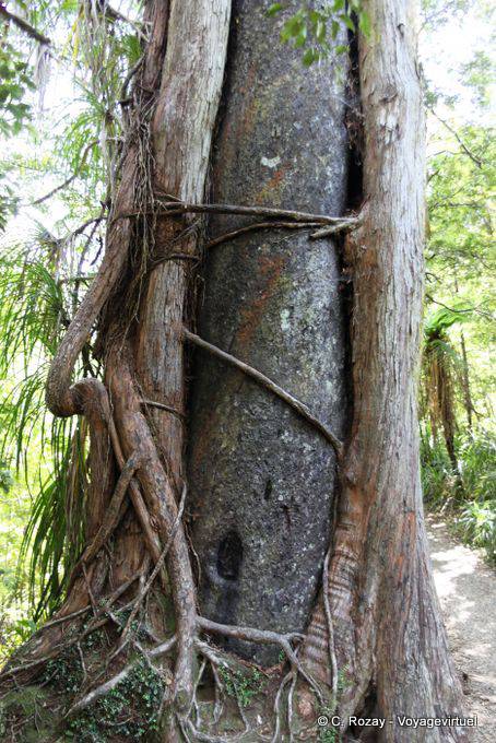 Tronc d'arbre dans la forêt sub-tropicale, Paparoa Park, Truman Track, Westcoast - Nouvelle-Zélande