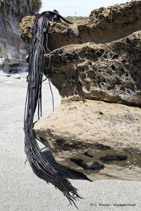 Algue géante sur rocher, Paparoa Park, Truman Track, Westcoast - Nouvelle-Zélande