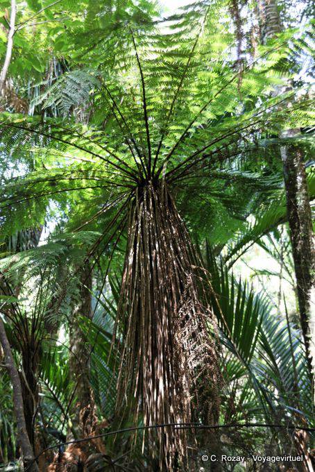 Sous la fougère arborescente, Paparoa Park, Truman Track, Westcoast - Nouvelle-Zélande
