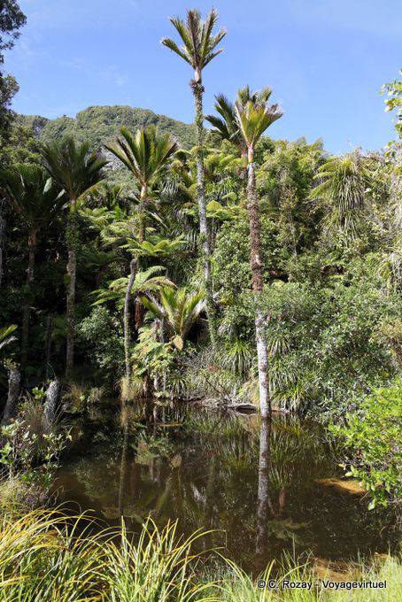 Palmiers Nikau et mare noire, Paparoa Park, Truman Track, Westcoast - Nouvelle-Zélande