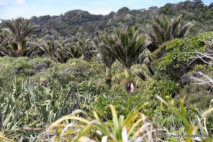 Palmiers Nikau, Punakaiki, Westcoast - Nouvelle-Zélande