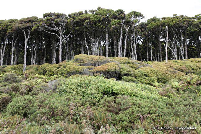 Forêt de Kahikatea, Ship Creek, Westcoast - Nouvelle-Zélande