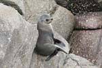 Fourrure grise sur rocher, otarie, Cap Foulwind, baie Tauranga, Westcoast, Nouvelle-Zélande.