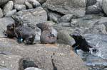 Jeu de jeunes otaries à fourrure, Cap Foulwind, Tauranga, Westcoast, Nouvelle-Zélande.