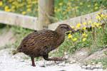 Un Weka de la famille des Rallidés, Cape Foulwind , Westcoast, Nouvelle-Zélande.