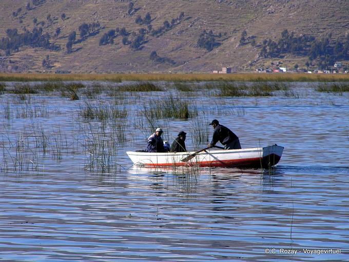 Entre les roseaux, au large de Puno, lac Titicaca -Pérou