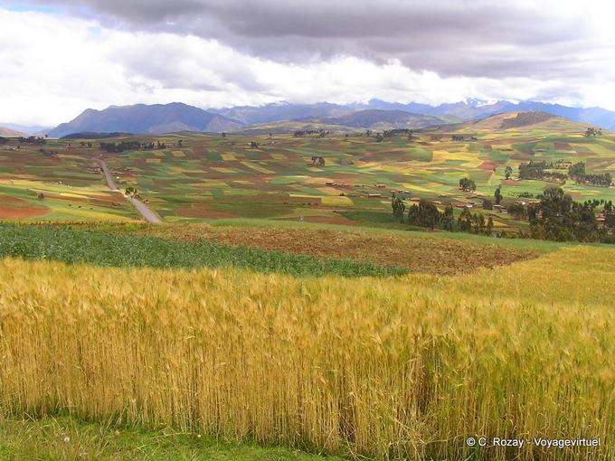 Mosaique de couleurs réalisée par les champs cultivés vers Chinchero -Pérou