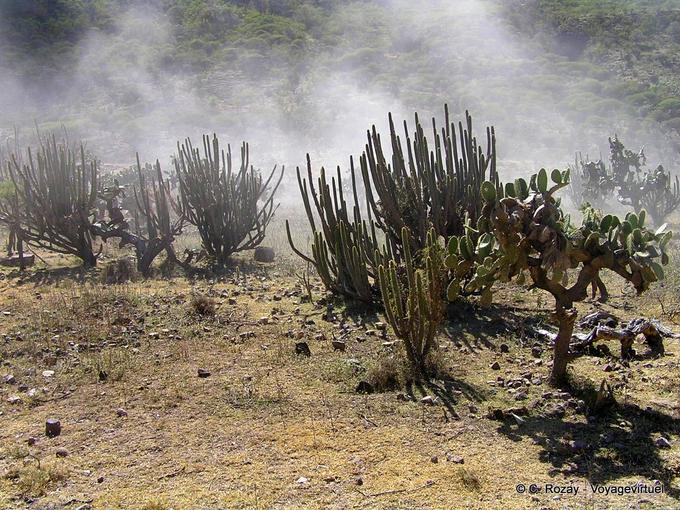 Cactus andins sur la route d'Abancay -Pérou