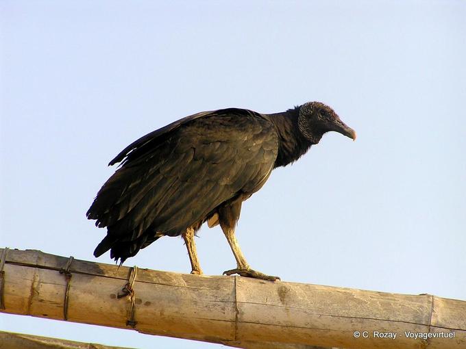 Un vautour en attente, Chan Chan -Pérou