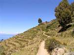 Chemin entre les terrasses agricoles sur un coteau, Île Taquile, Titicaca, Pérou.