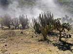 Cactus andins sur la route d'Abancay, Pérou.