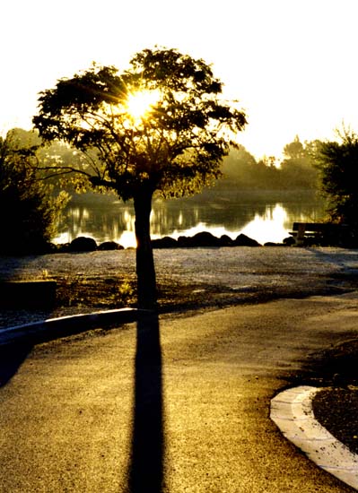 Arbre luminieux
Arbre sur le bord de la Dordogne, pris le matin.
Fuji 4700 
Mots-clés: Arbre matin soleil lumiere Dordogne