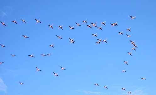 Vol de flamants roses dans le ciel de Palavas les Flots
Flamants roses dans le ciel de Palavas les Flots
Mots-clés: Palavas-les-flots flamants roses