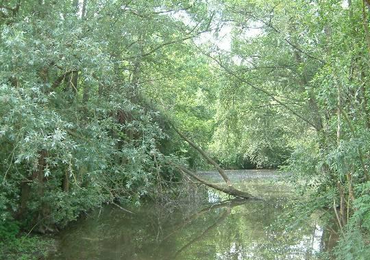 Mare
En forêt près d'Armeau
Mots-clés: Armeau Yonne