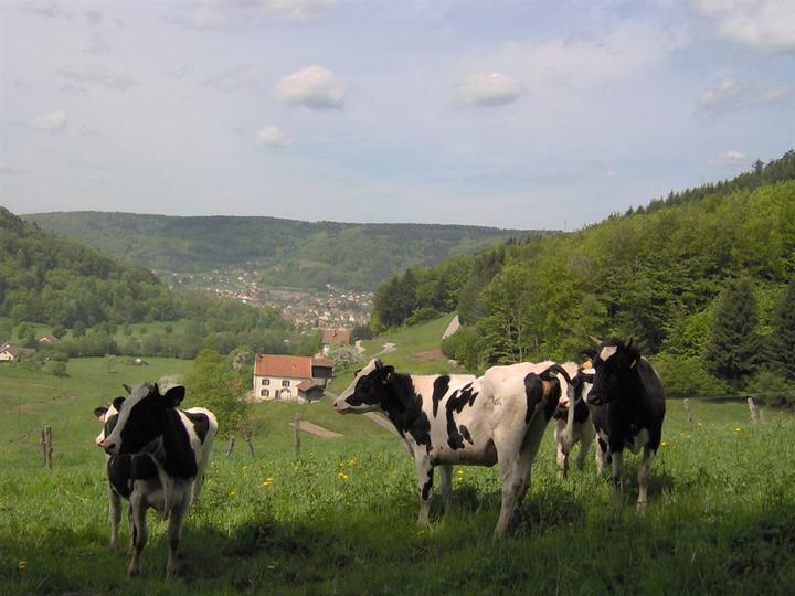 Val d'Ajol :: vaches
mai 2006
autour du val d'Ajol
Mots-clés: Vosges