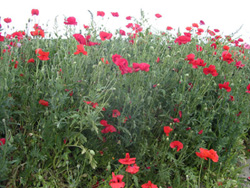 COMME UN PETIT COQUELICOT MESDAMES...............
un champ de coquelicots dans le nord
Mots-clés: fleur coquelicot chanson champ